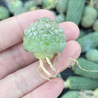 Rare Cactus - Pseudolithos Migiurtinus (0.4”-0.5”)