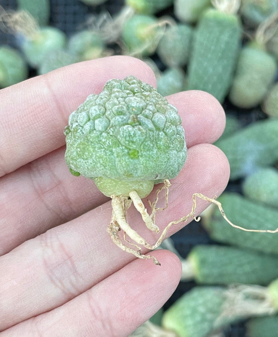 Rare Cactus - Pseudolithos Migiurtinus (0.4”-0.5”)