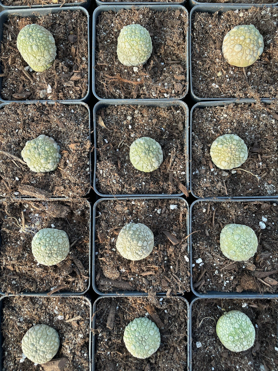 Rare Cactus - Pseudolithos Migiurtinus (0.4”-0.5”)