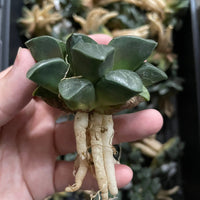 Rare Succulents - Haworthia Comptoniana x Correcta cv. Tsukikage (2&quot;-2.5&quot;)