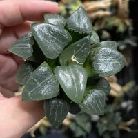 Rare Succulents - Haworthia Comptoniana x Correcta cv. Tsukikage (2&quot;-2.5&quot;)