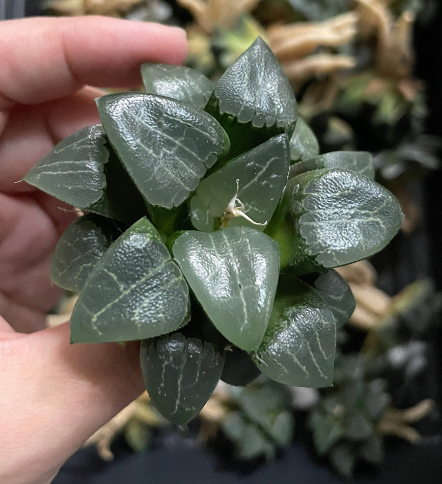 Rare Succulents - Haworthia Comptoniana x Correcta cv. Tsukikage (2"-2.5")