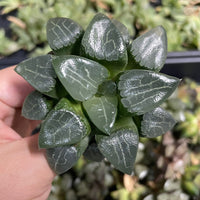 Rare Succulents - Haworthia Comptoniana x Correcta cv. Tsukikage (2&quot;-2.5&quot;)