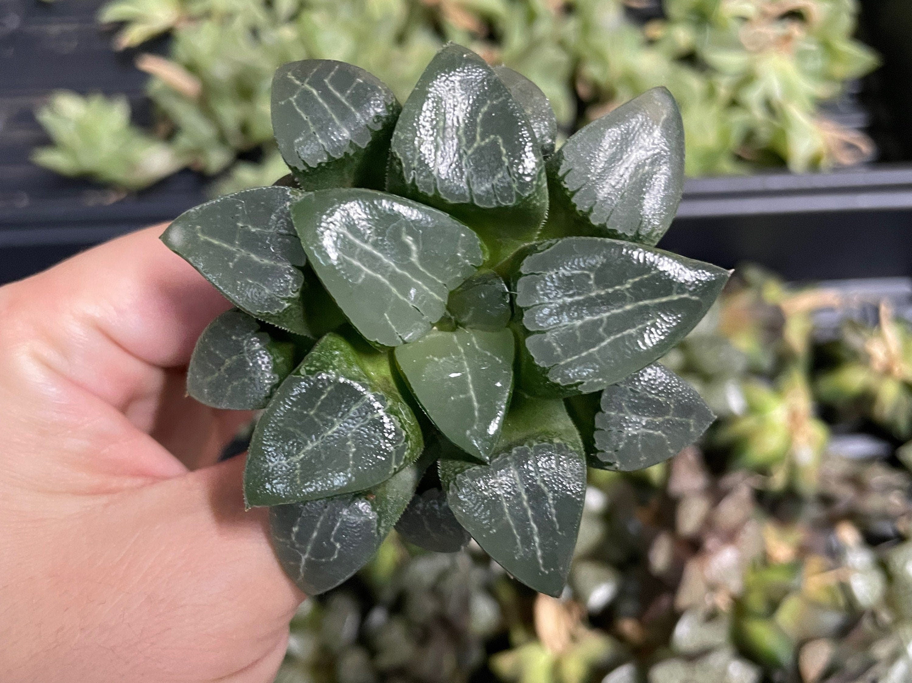 Rare Succulents - Haworthia Comptoniana x Correcta cv. Tsukikage