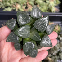 Rare Succulents - Haworthia Comptoniana x Correcta cv. Tsukikage (2&quot;-2.5&quot;)