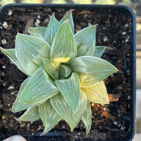 Rare Succulents - Haworthia King variegata (3.5&quot;)