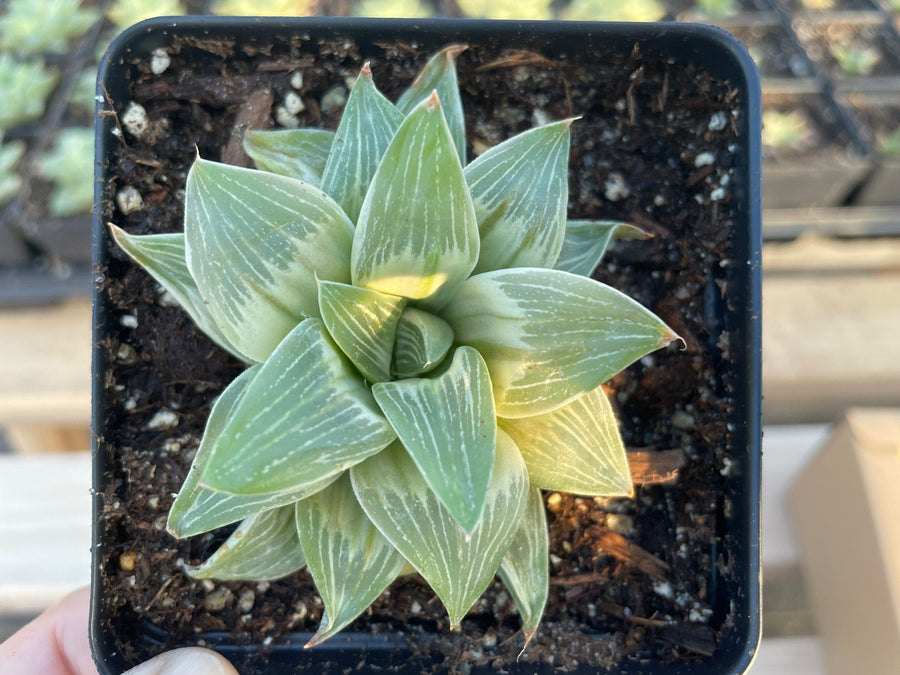 Rare Succulents - Haworthia King variegata (3.5")