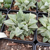 Rare Succulents - Haworthia King variegata (3.5&quot;)