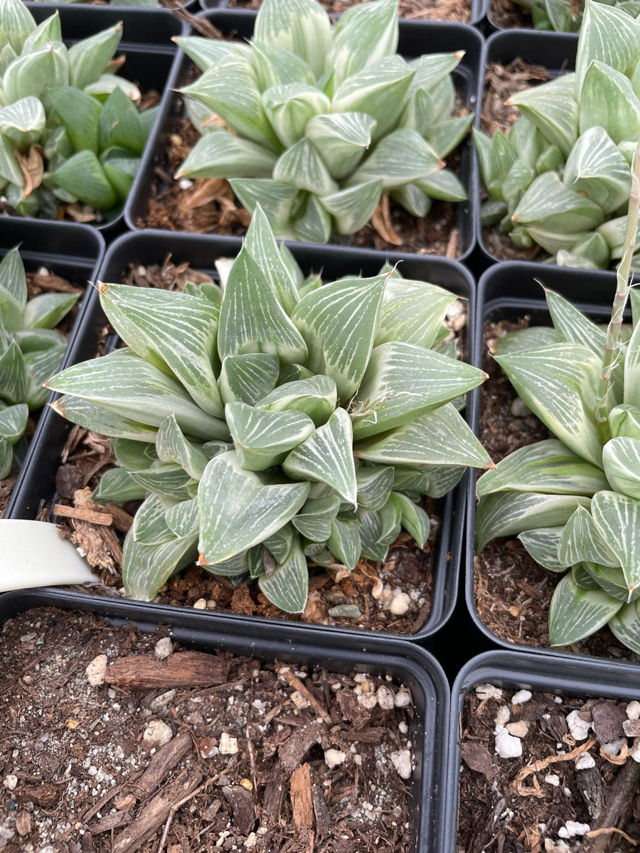 Rare Succulents - Haworthia King variegata (3.5")