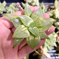 Rare Succulents - Haworthia King variegata (3.5&quot;)