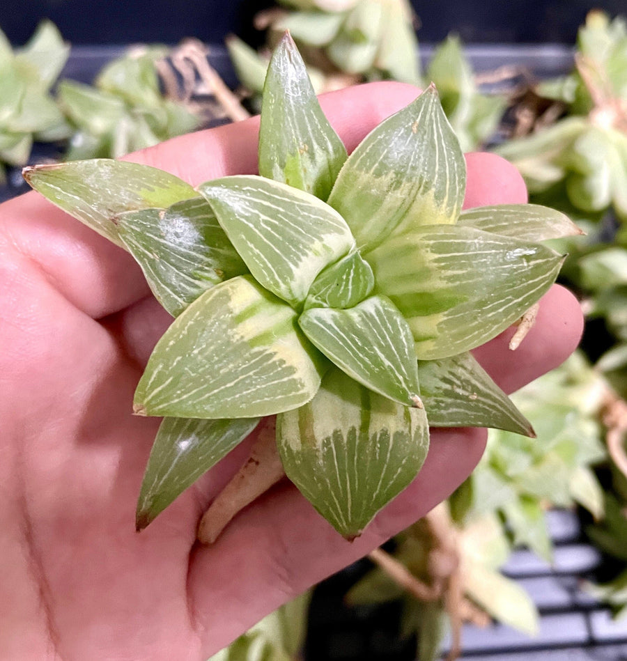 Rare Succulents - Haworthia King variegata (3.5")