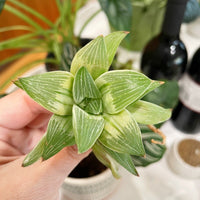 Rare Succulents - Haworthia King variegata (3.5&quot;)