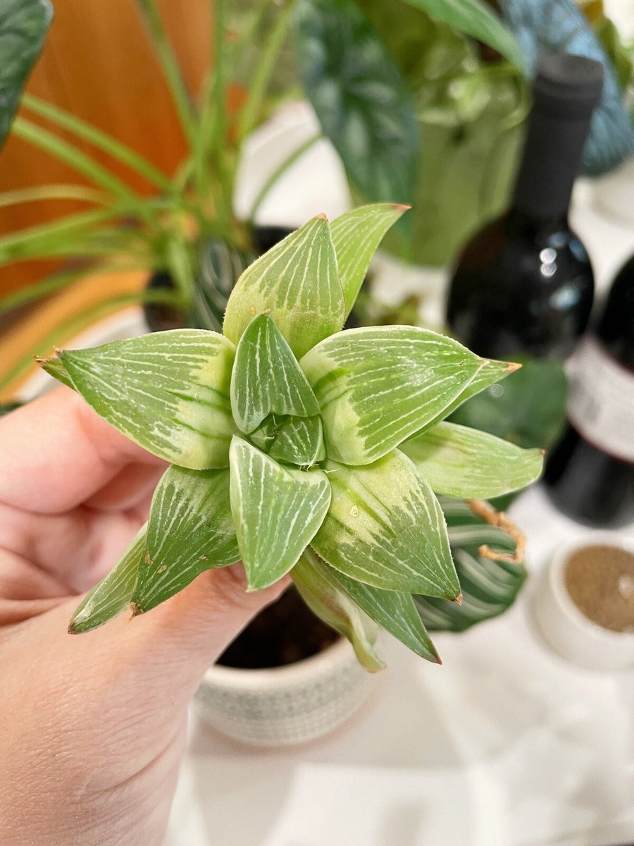 Rare Succulents - Haworthia King variegata (3.5")