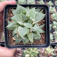 Rare Succulents - Haworthia King variegata (3.5&quot;)