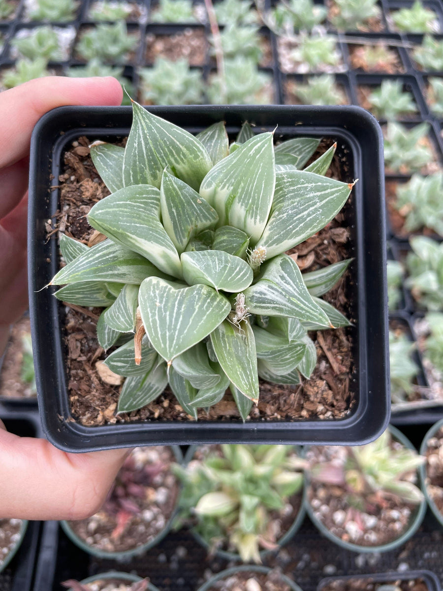 Rare Succulents - Haworthia King variegata (3.5")