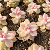 Rare Succulents - Graptopetalum Titubans Varigated single stem