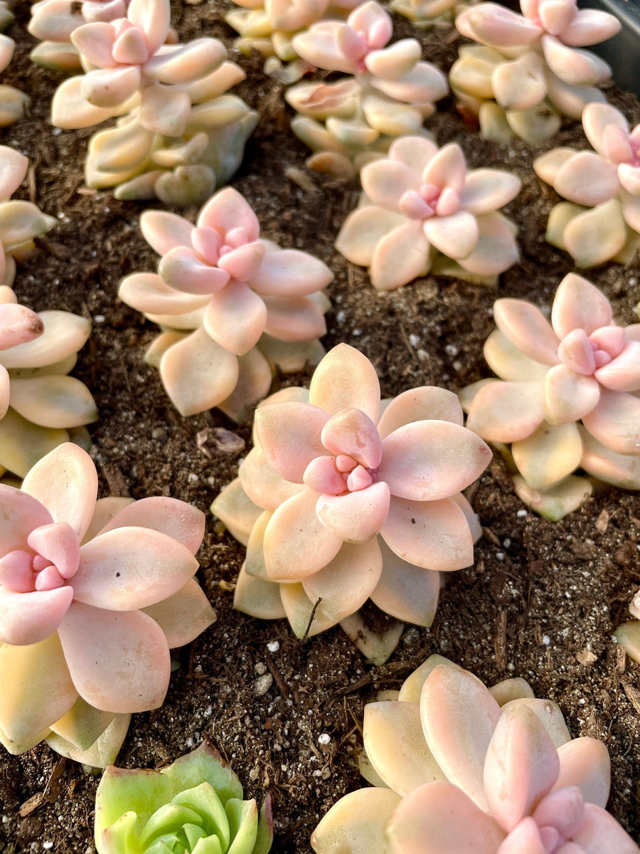 Rare Succulents - Graptopetalum Titubans Varigated single stem