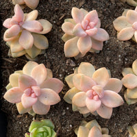 Rare Succulents - Graptopetalum Titubans Varigated single stem