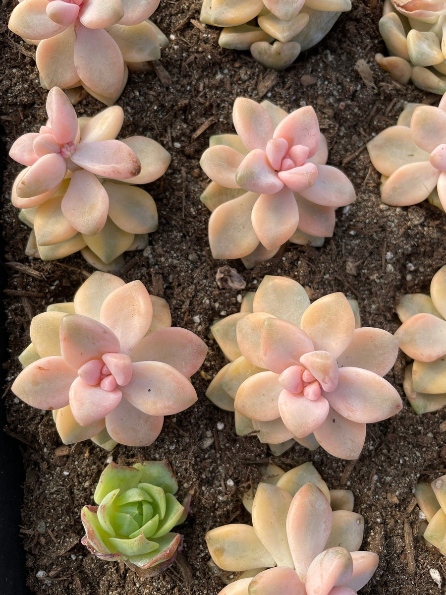 Rare Succulents - Graptopetalum Titubans Varigated single stem