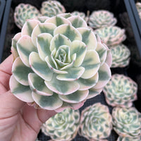 Rare Succulents - Echeveria Lenore Dean variegated (2.5”-3.5”)