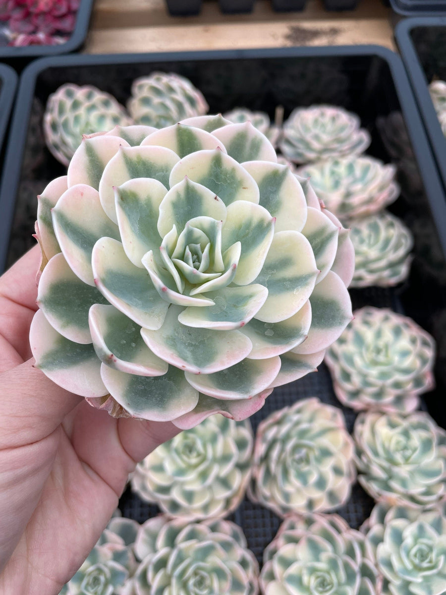 Rare Succulents - Echeveria Lenore Dean variegated (2.5”-3.5”)