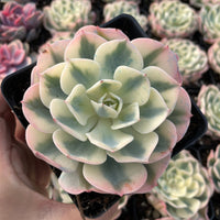 Rare Succulents - Echeveria Lenore Dean variegated (2.5”-3.5”)