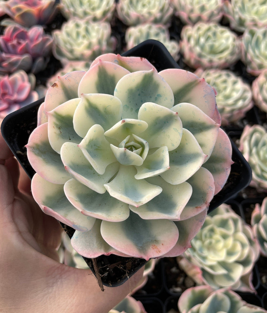 Rare Succulents - Echeveria Lenore Dean variegated (2.5”-3.5”)