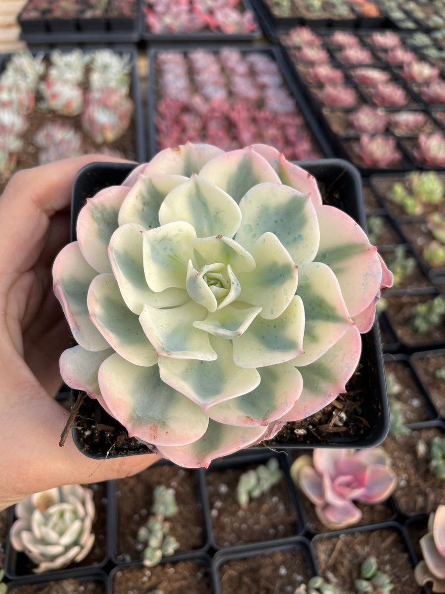 Rare Succulents - Echeveria Lenore Dean variegated (2.5”-3.5”)