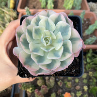 Rare Succulents - Echeveria Lenore Dean variegated (2.5”-3.5”)