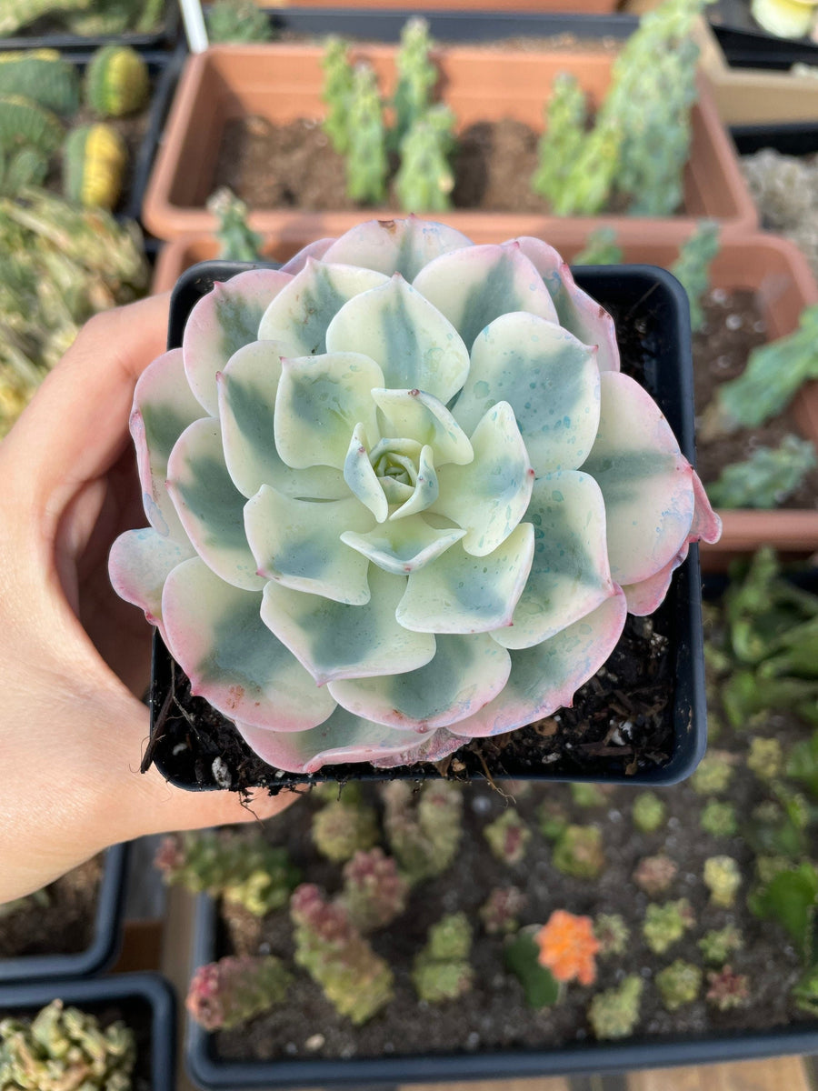 Rare Succulents - Echeveria Lenore Dean variegated (2.5”-3.5”)