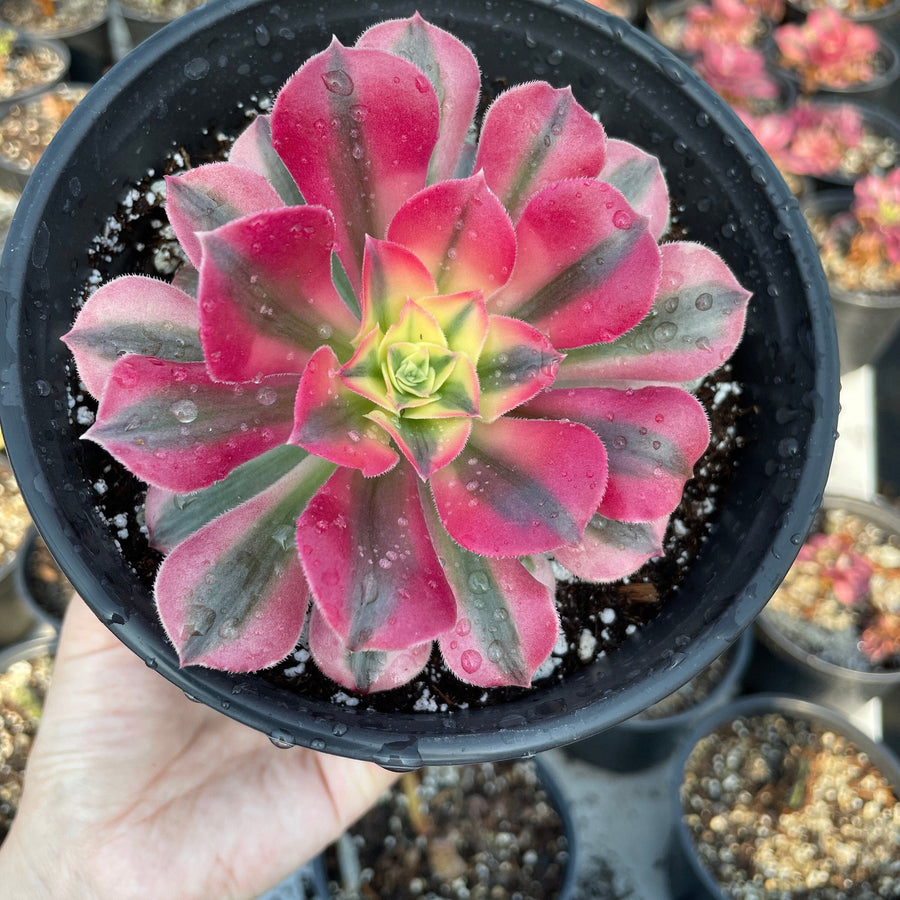 Rare Succulents - Aeonium Pink Witch