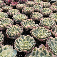 Rare Succulents - Echeveria Lenore Dean variegated (2.5”-3.5”)