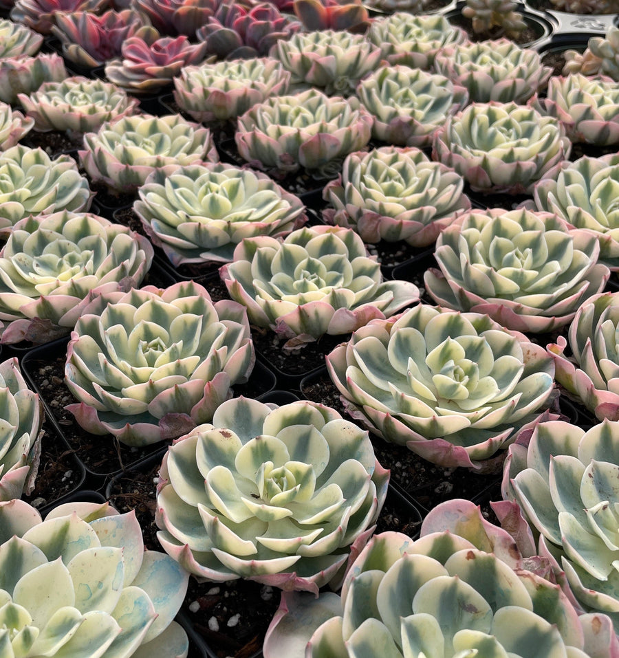 Rare Succulents - Echeveria Lenore Dean variegated (2.5”-3.5”)