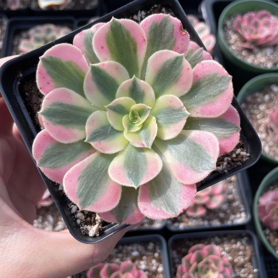 Rare Succulents - Aeonium Pink Witch