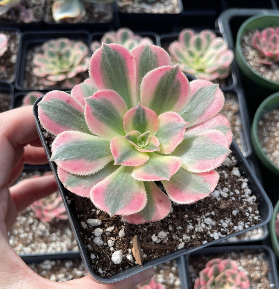 Rare Succulents - Aeonium Pink Witch