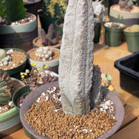 Rare Euphorbia - Euphorbia Abdelkuri grey