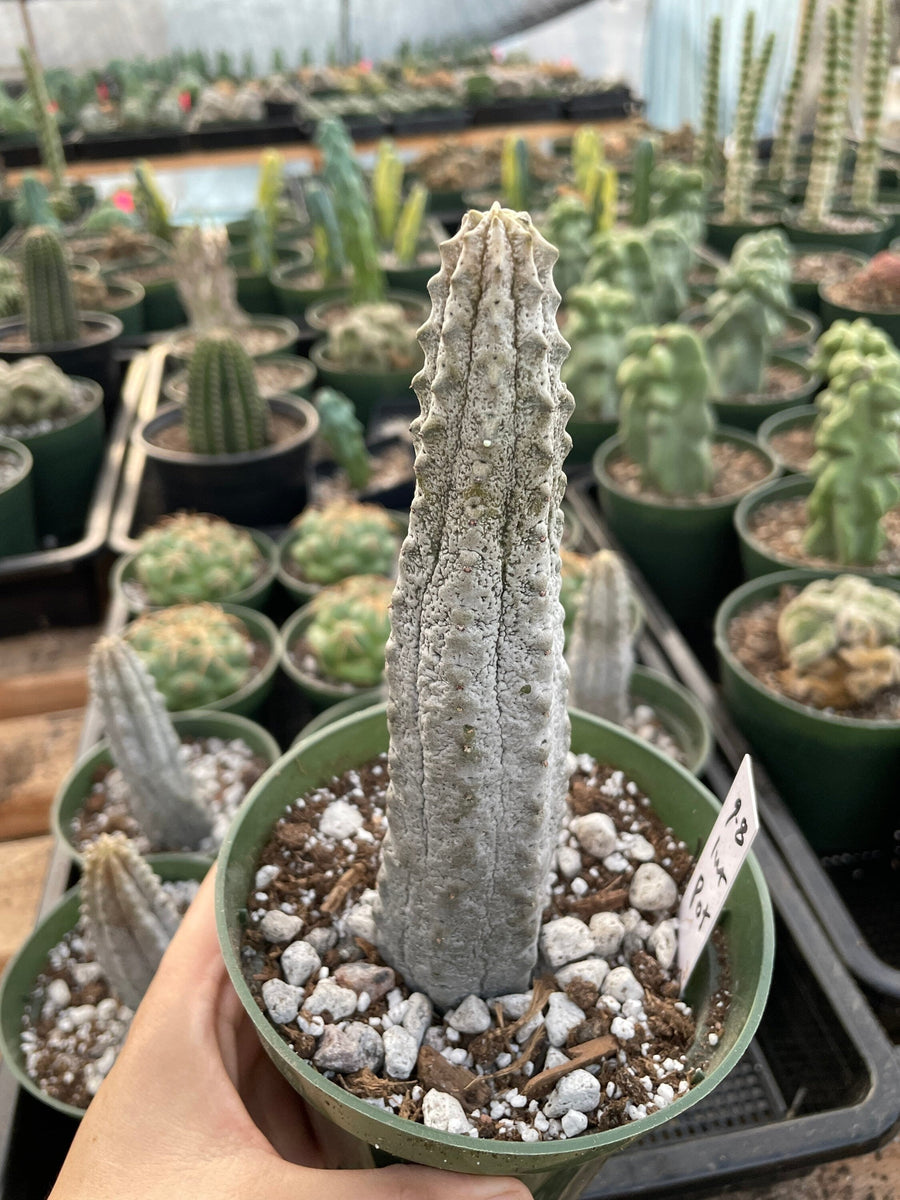 Rare Euphorbia - Euphorbia Abdelkuri grey