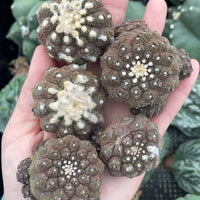 Rare Copiapoa Hypogaea Lizard Skin - Collectible Cactus Plant - 2 inch