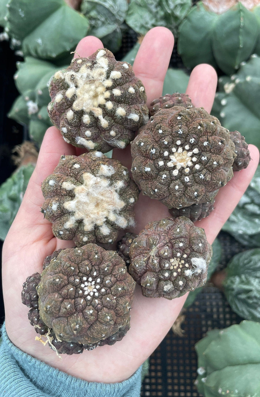 Rare Copiapoa Hypogaea Lizard Skin - Collectible Cactus Plant - 2 inch