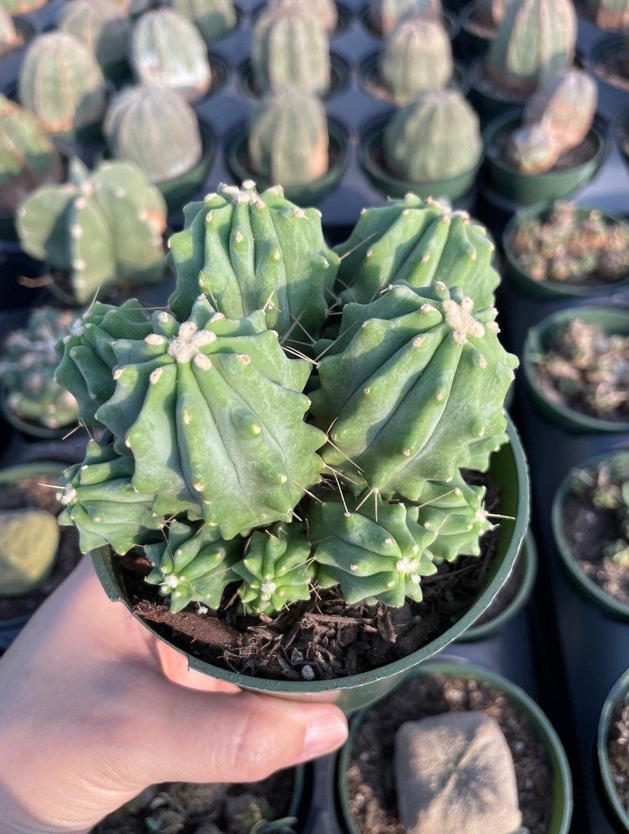 Rare Cactus - Ferocactus Glaucescens cluster