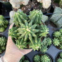 Rare Cactus - Ferocactus Glaucescens cluster