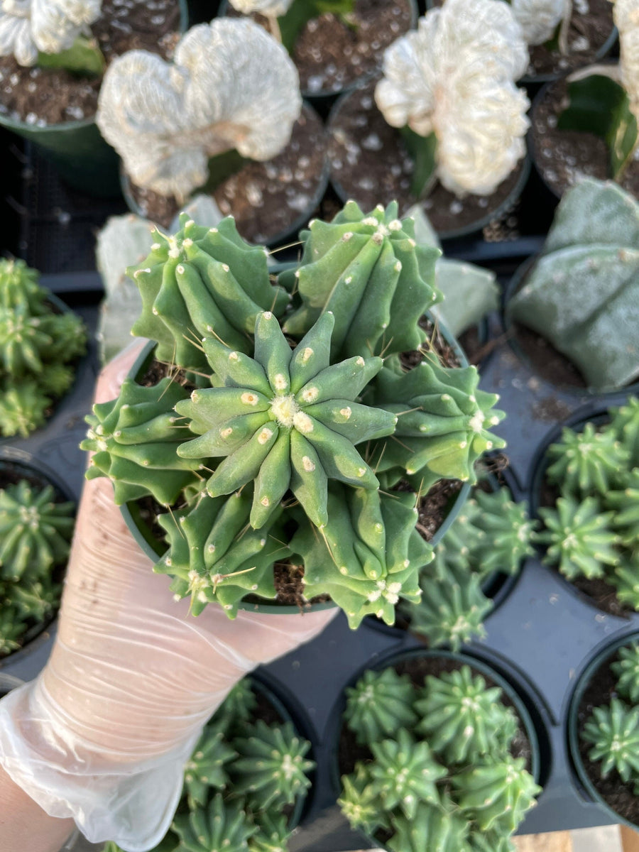 Rare Cactus - Ferocactus Glaucescens cluster