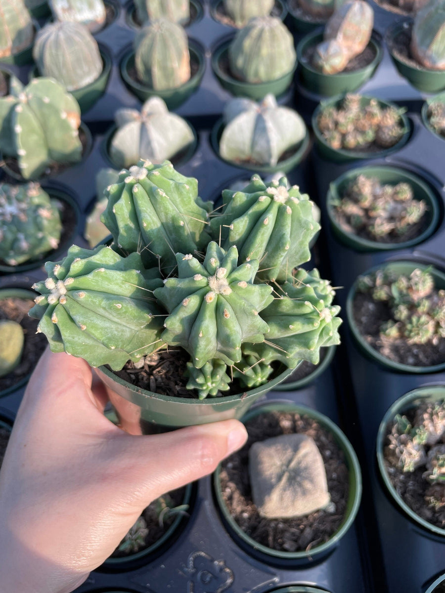 Rare Cactus - Ferocactus Glaucescens cluster