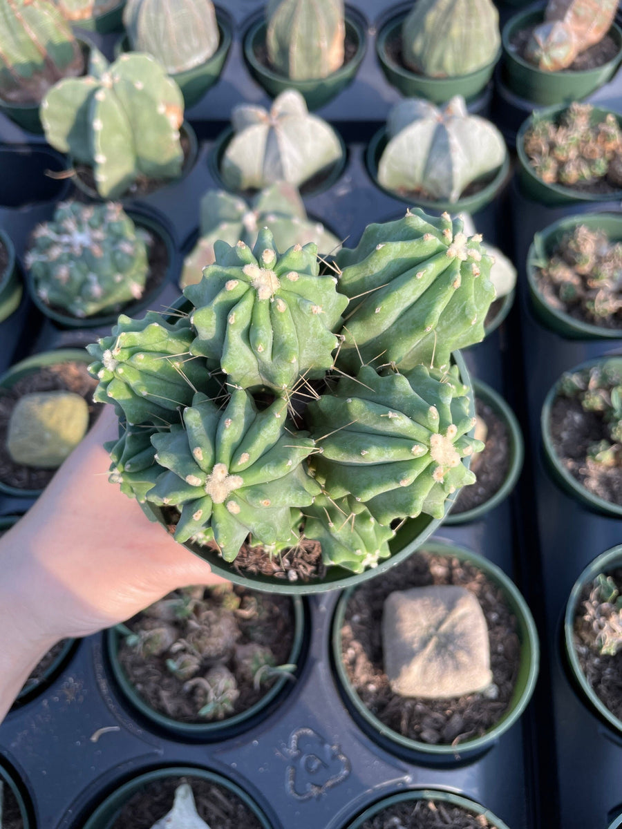 Rare Cactus - Ferocactus Glaucescens cluster