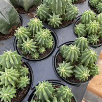 Rare Cactus - Ferocactus Glaucescens cluster