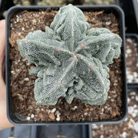Rare Cactus - Astrophytum Myriostigma Fukuryu