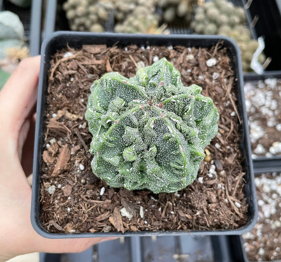 Rare Cactus - Astrophytum Myriostigma Fukuryu