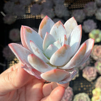 Rare Succulents - Echeveria White lotus