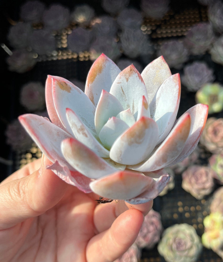 Rare Succulents - Echeveria White lotus