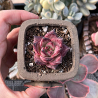 Rare Succulents - Echeveria Agavoides Romeo (1.5&quot;-2&quot;) in small size